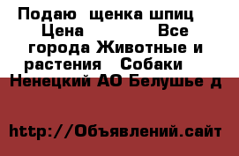 Подаю. щенка шпиц  › Цена ­ 27 000 - Все города Животные и растения » Собаки   . Ненецкий АО,Белушье д.